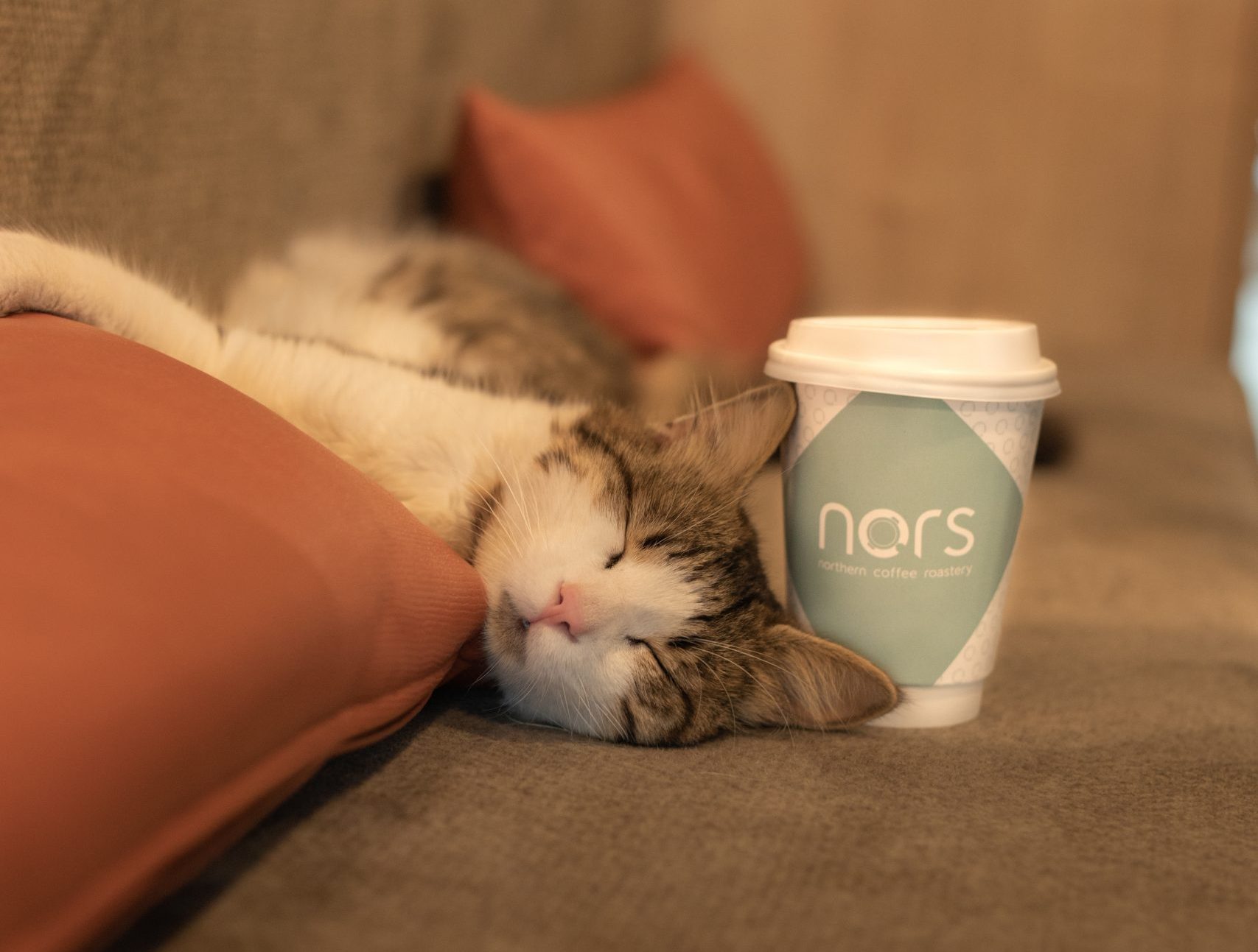 nors-about-5
